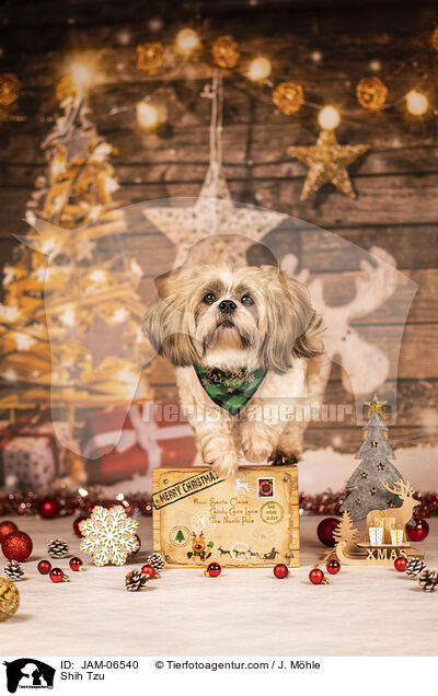 Shih Tzu / Shih Tzu / JAM-06540