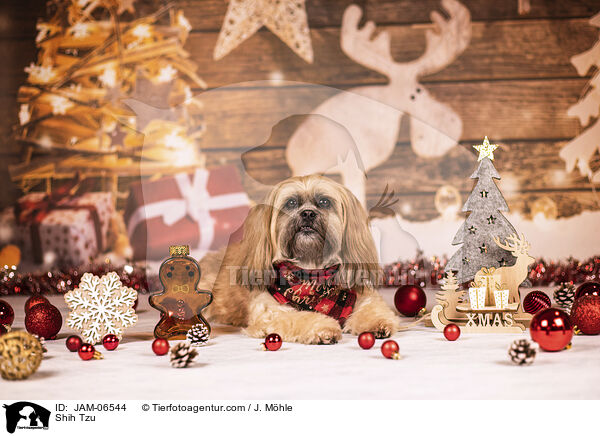 Shih Tzu / Shih Tzu / JAM-06544
