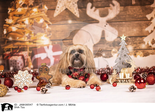 Shih Tzu / Shih Tzu / JAM-06547