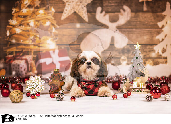 Shih Tzu / Shih Tzu / JAM-06550