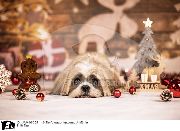 Shih Tzu / Shih Tzu / JAM-06555