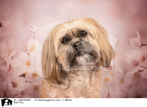 Shih Tzu / Shih Tzu / JAM-06887