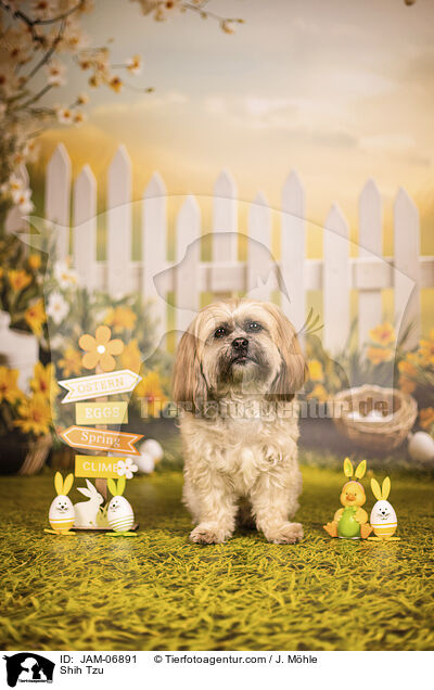 Shih Tzu / Shih Tzu / JAM-06891
