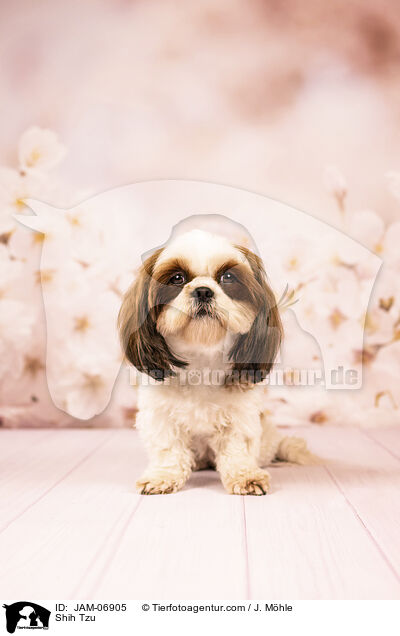 Shih Tzu / Shih Tzu / JAM-06905
