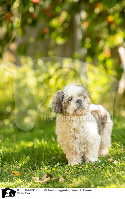 Shih Tzu / Shih Tzu / TBA-03173