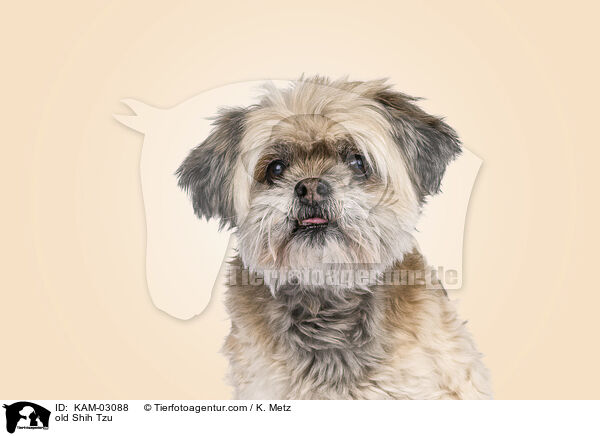 old Shih Tzu / KAM-03088
