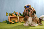sitting Shih Tzu