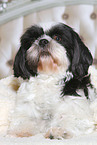 lying Shih Tzu