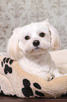 lying Shih Tzu