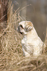 one-eyed Shih Tzu