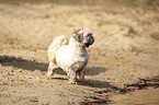 one-eyed Shih Tzu