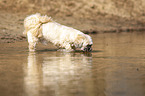 one-eyed Shih Tzu
