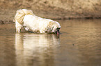 one-eyed Shih Tzu