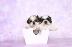 Shih Tzu Puppy