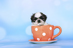 Shih Tzu Puppy in a cup