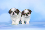 standing Shih Tzu Puppies