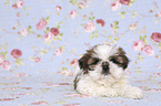 lying Shih Tzu Puppy