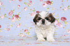 sitting Shih Tzu Puppy