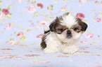 lying Shih Tzu Puppy