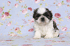 sitting Shih Tzu Puppy
