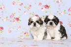 sitting Shih Tzu Puppies