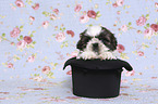 Shih Tzu Puppy