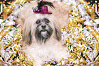 Shih Tzu in costume