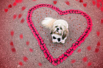 sitting Shih Tzu