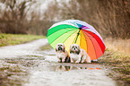 2 Shih Tzu