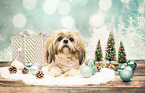 lying Shih Tzu