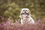 Shih Tzu in the summer
