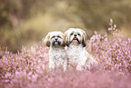 2 Shih Tzu