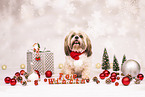 Shih Tzu with christmas decoration