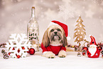Shih Tzu with christmas decoration