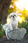 male Shih Tzu