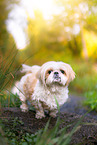 male Shih Tzu