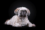Shih Tzu in front of black background