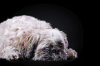 Shih Tzu in front of black background