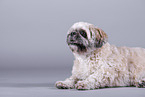 Shih Tzu in front of grey background