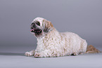 Shih Tzu in front of grey background