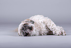 Shih Tzu in front of grey background