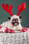 Shih Tzu with Christmas decoration