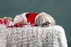 Shih Tzu with Christmas decoration