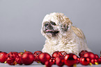 Shih Tzu between Christmas tree baubles