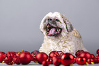 Shih Tzu between Christmas tree baubles