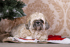 Shih Tzu with Christmas decoration