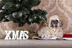 Shih Tzu with Christmas decoration