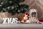 Shih Tzu with Christmas decoration