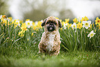 Shih Tzu between daffodils