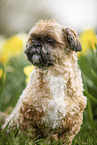 Shih Tzu between daffodils